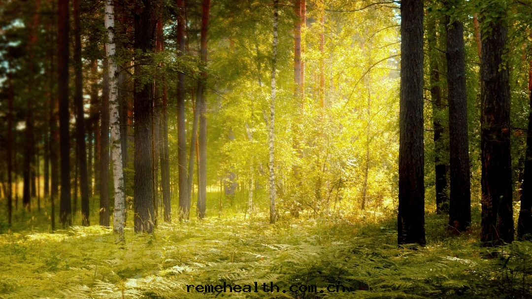 1657698158996491.png 林(lín)業中(zhōng)觀手(shǒu)持(chí)掃描1.png