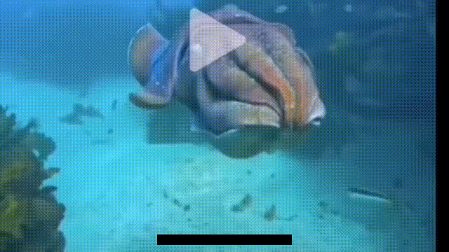 8b519f83bf6123cfaa27b5a11a41cee0 00_00_00-00_00_30.gif